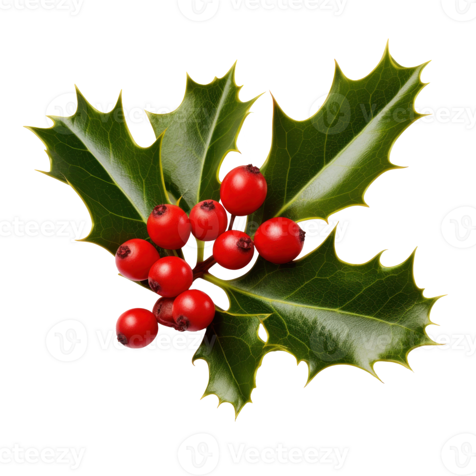 Holly berry with leaves isolated. Illustration png
