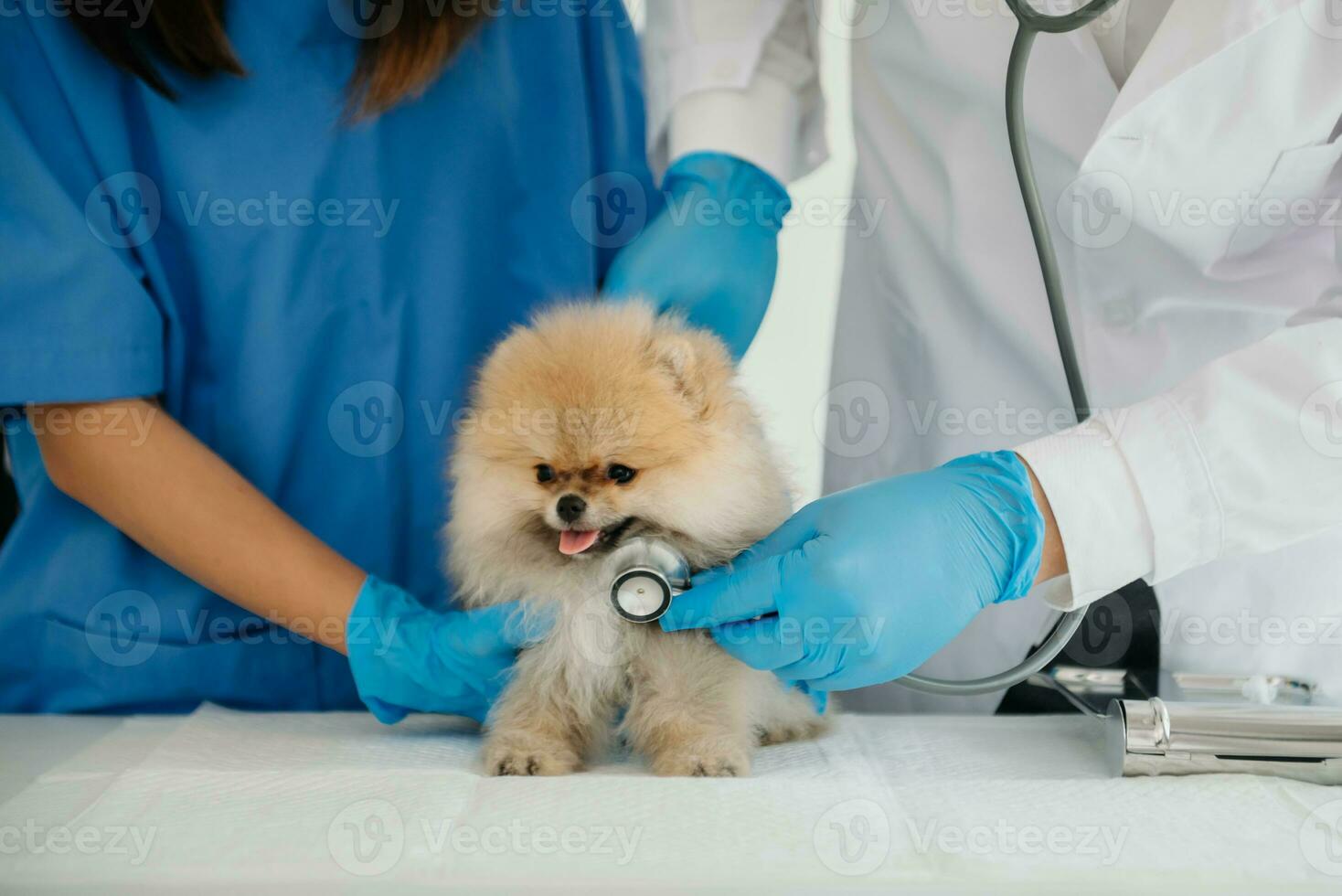 Two doctors are examining him. Veterinary medicine concept. Pomeranian in veterinary clinic. photo
