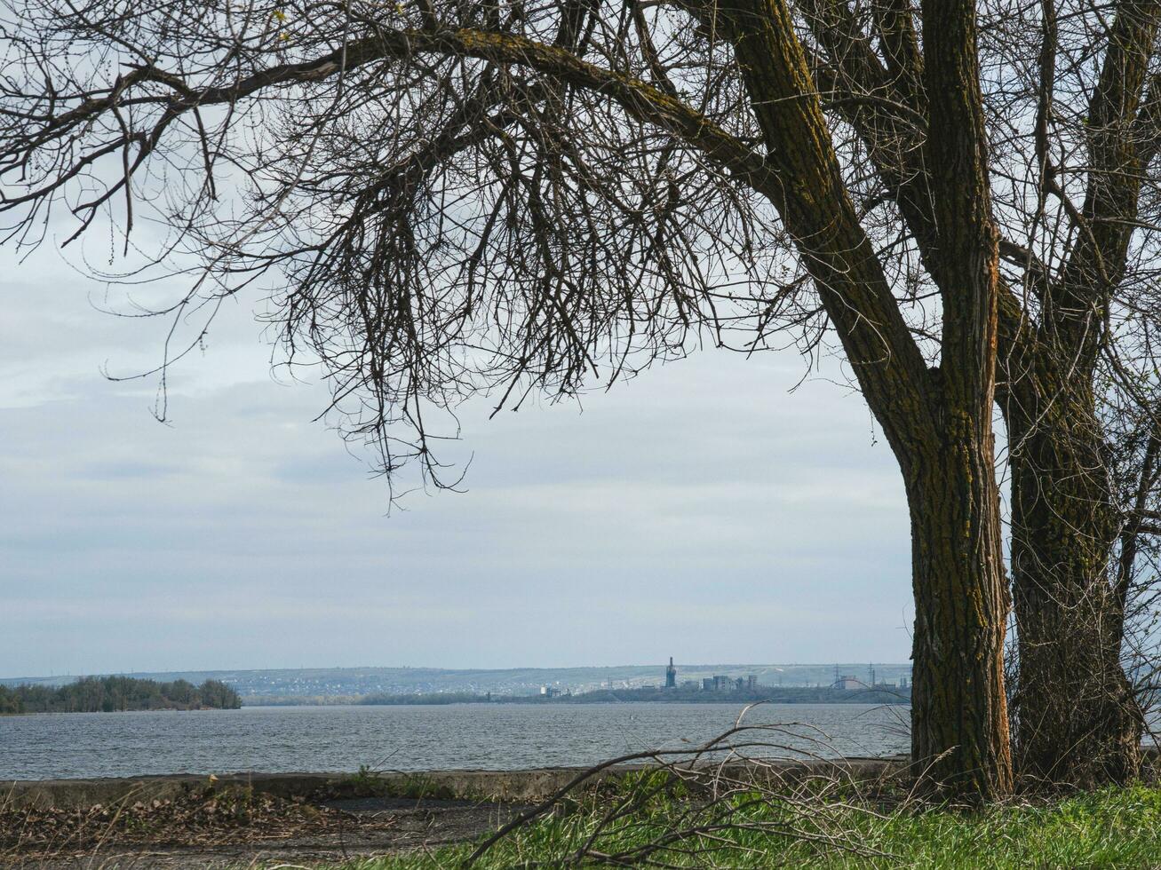 Trees and Volga river on the background photo