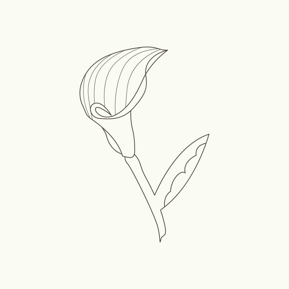 Hand-drawn simple essential flower outline illustration vector