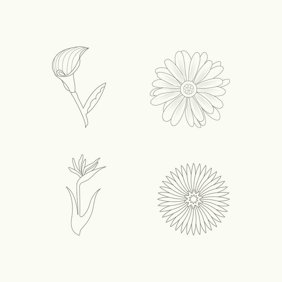 Hand-drawn simple essential flower outline illustration vector