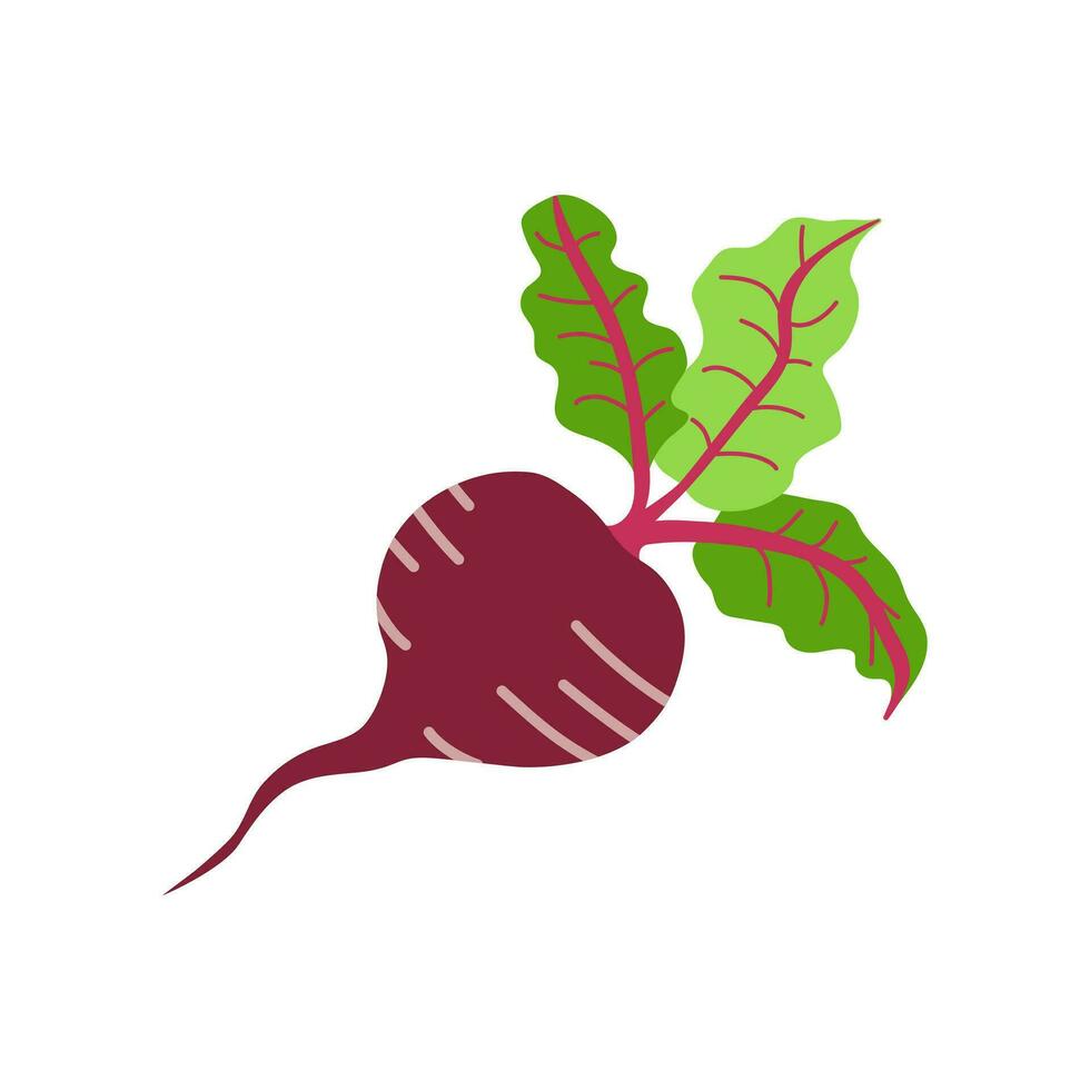 Beet  icon in flat style. Isolated object. Beet  logo. Organic food. Vector illustration. Vegetable from the farm.