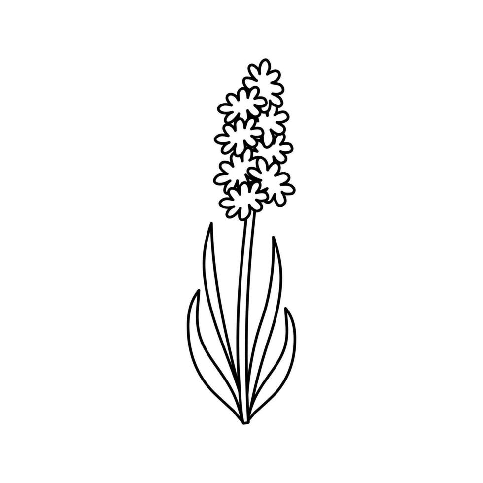 Hyacinth flower vector icon.  Outline element isolated on white background. Vector illustration of garden elements.