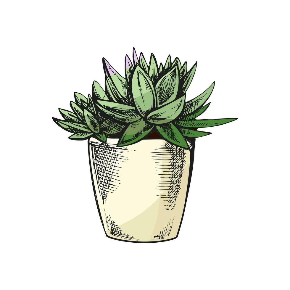 Hand drawn colored vector sketch of a succulent  in a pot. Isolated element for design. Vintage illustration. Element for the design of labels, packaging and postcards.