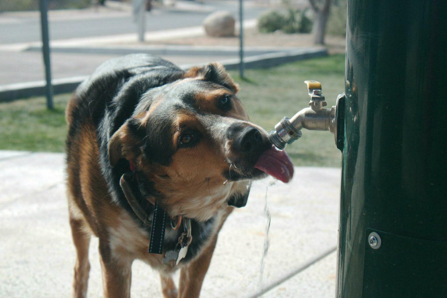 perrito y su fuente foto