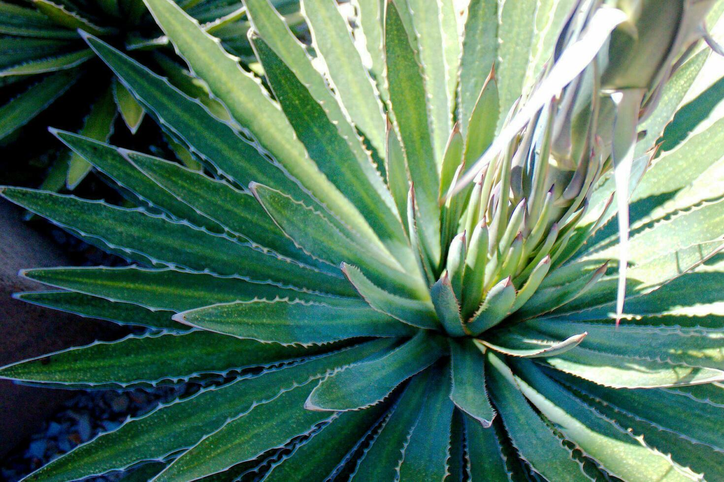 Green Yucca in Spring photo