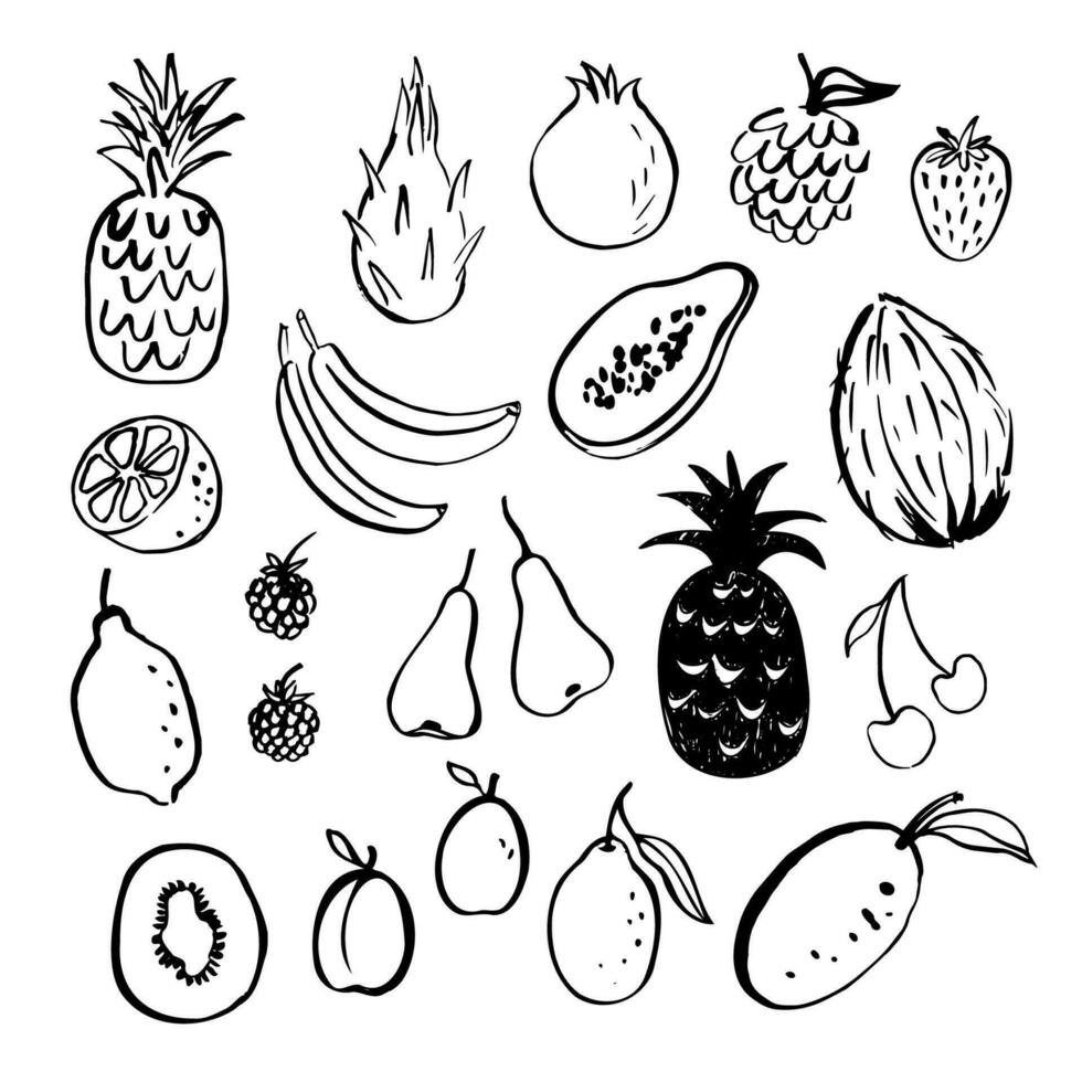 Fruit doodle vector illustration hand drawn. Set with tropical fruits drawing of banana, coconut, mango, lychee, pear, lemon, cherry, strawberry, papaya, dragon fruit, kiwi, guava, passion fruit.