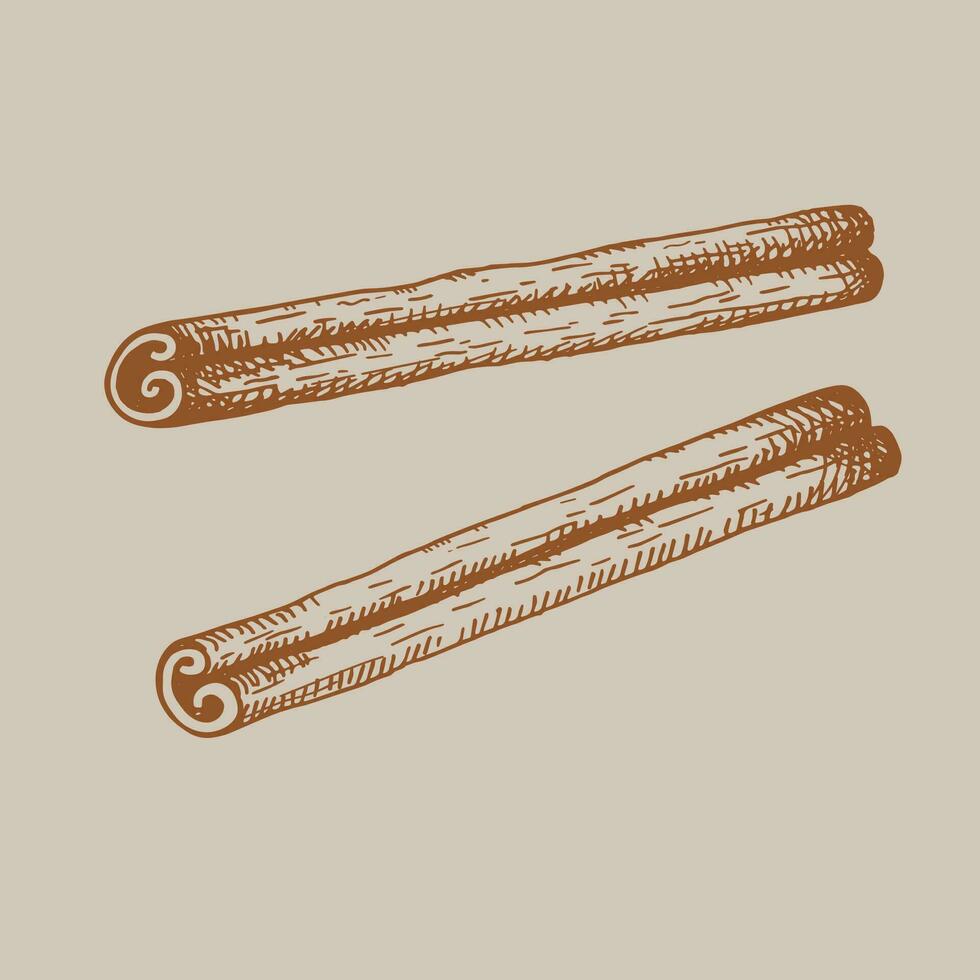 Cinnamon sticks, bark hand drawn. Brown spice. Rolled cinnamons. Spicy seasoning, condiment. Aromatic ingredient for cooking, backing. Vintage vector illustration, design element