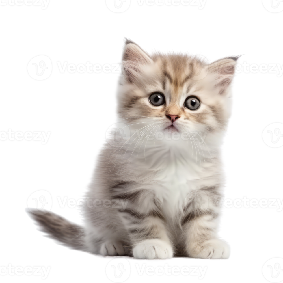 Illustration painting of cute cat isolated transparent background, Digital art, , png