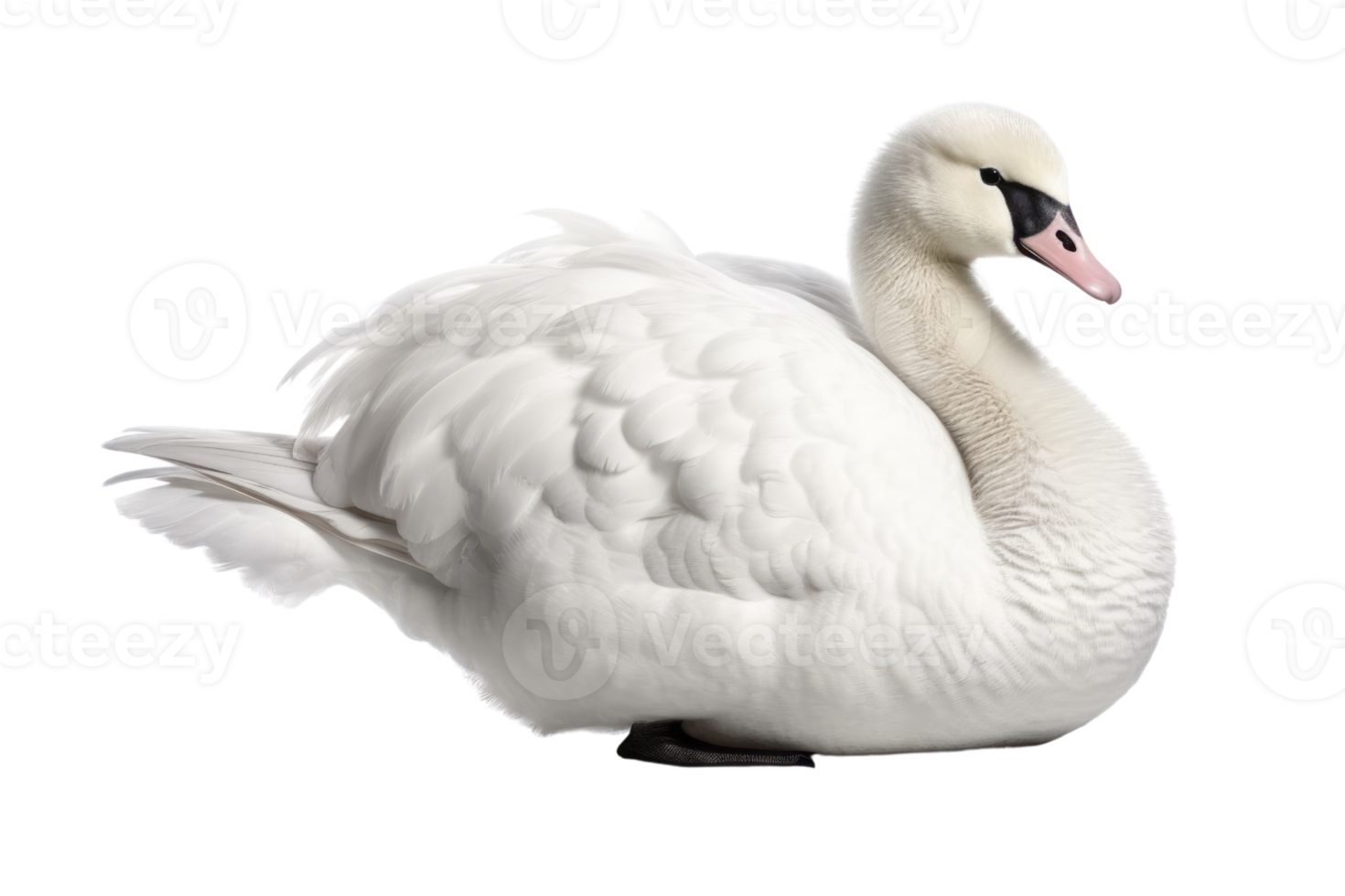 Illustration painting of cute swan isolated transparent background, Digital art, , png