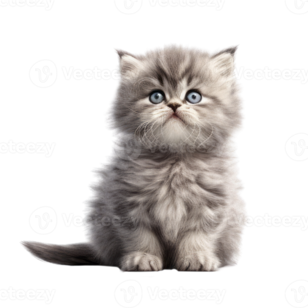 Illustration painting of cute cat isolated transparent background, Digital art, , png