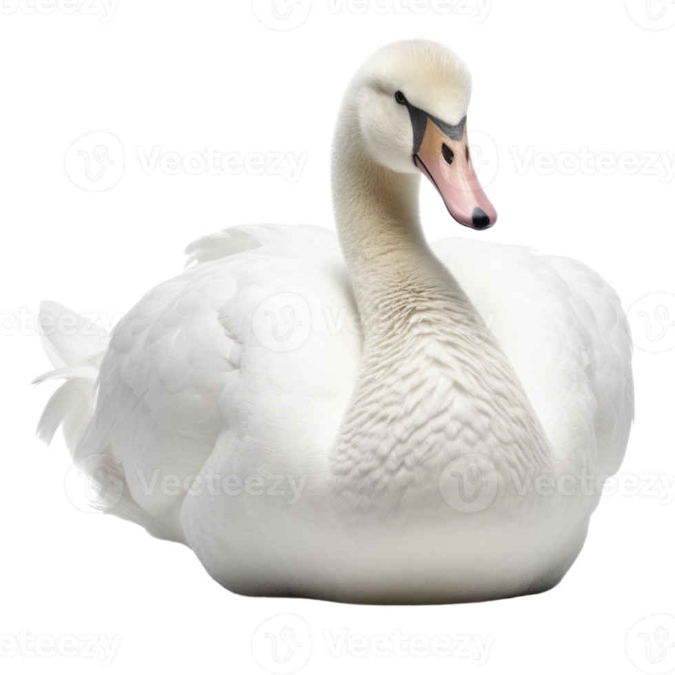 Illustration painting of cute swan isolated transparent background, Digital art, , png