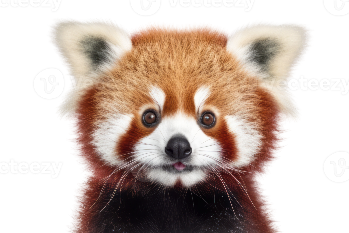 Illustration painting of cute red panda isolated transparent background, Digital art, , png