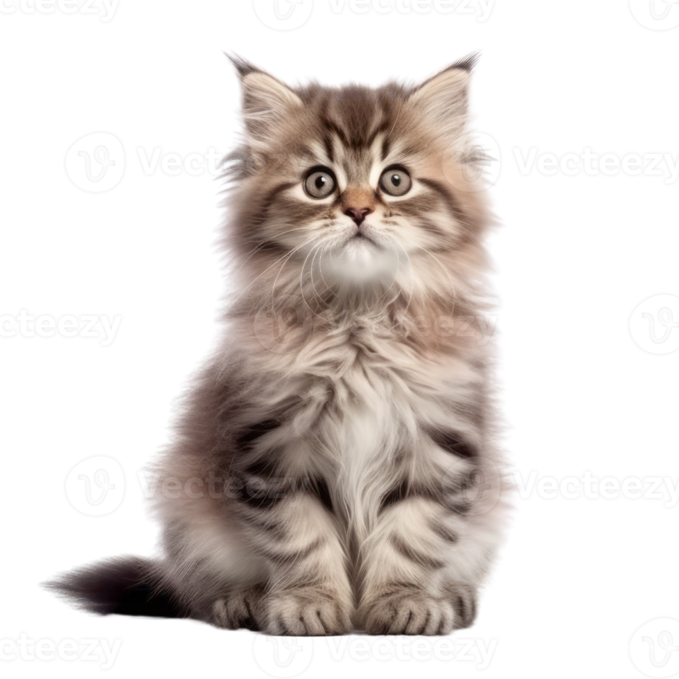 Illustration painting of cute cat isolated transparent background, Digital art, , png