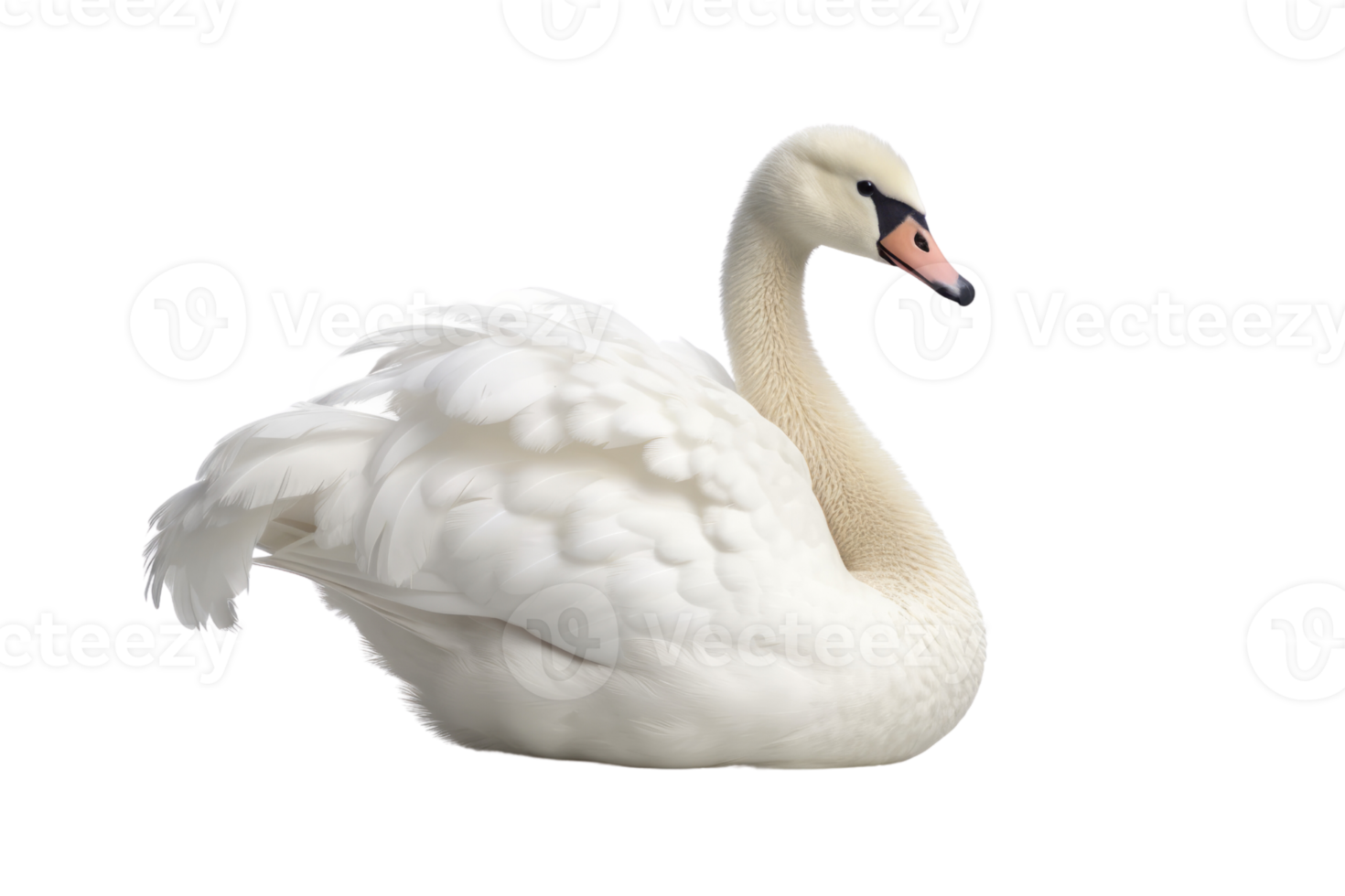 Illustration painting of cute swan isolated transparent background, Digital art, , png