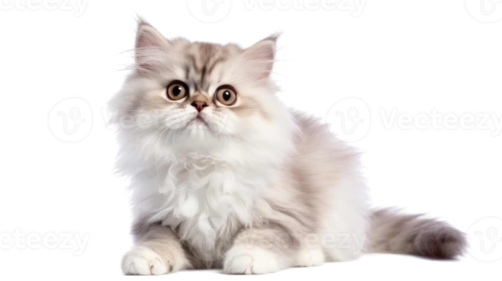Illustration painting of cute cat isolated transparent background, Digital art, , png