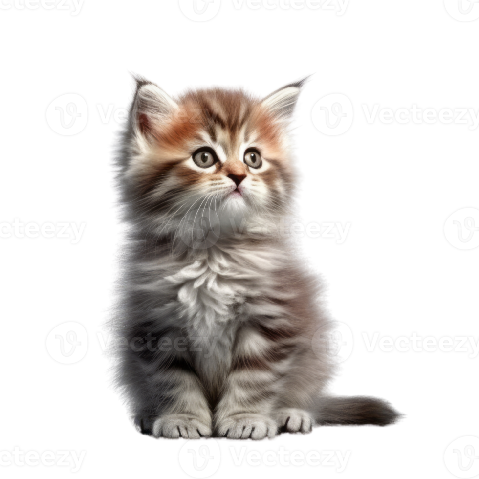 Illustration painting of cute cat isolated transparent background, Digital art, , png