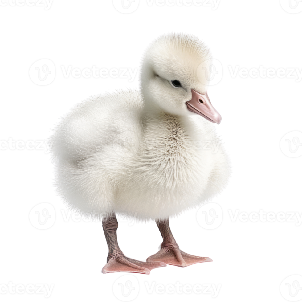 Illustration painting of cute swan isolated transparent background, Digital art, , png