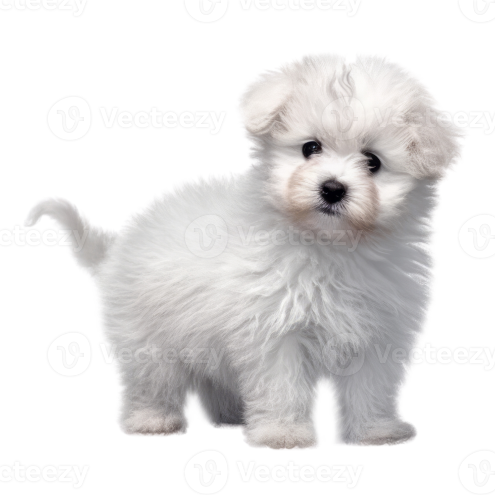 Illustration painting of cute dog isolated transparent background, Digital art, , png