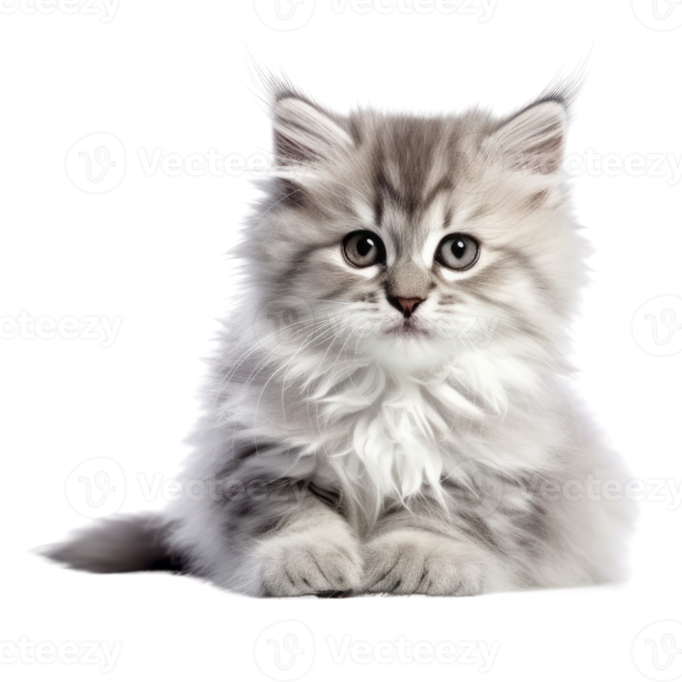 Illustration painting of cute cat isolated transparent background, Digital art, , png