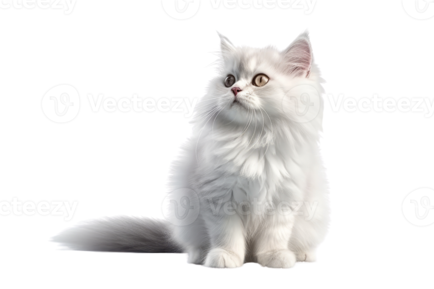 Illustration painting of cute cat isolated transparent background, Digital art, , png