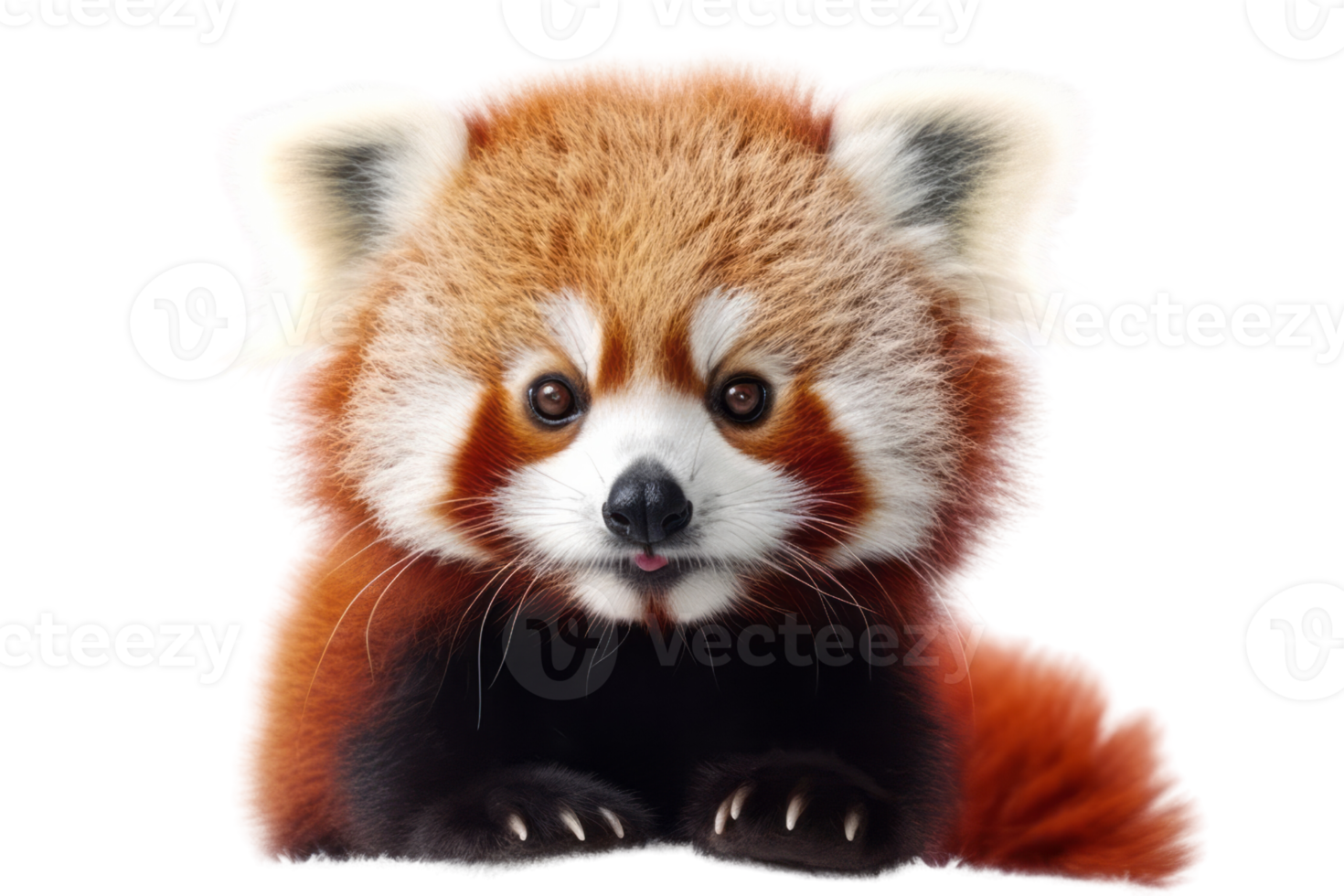 Illustration painting of cute red panda isolated transparent background, Digital art, , png