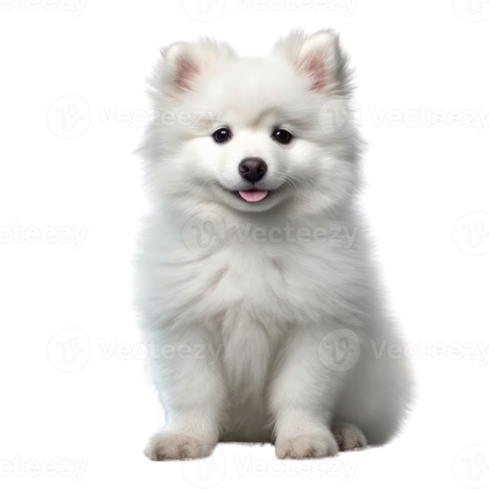 Illustration painting of cute dog isolated transparent background, Digital art, , png