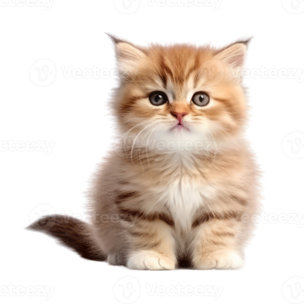 Illustration painting of cute cat isolated transparent background, Digital art, , png