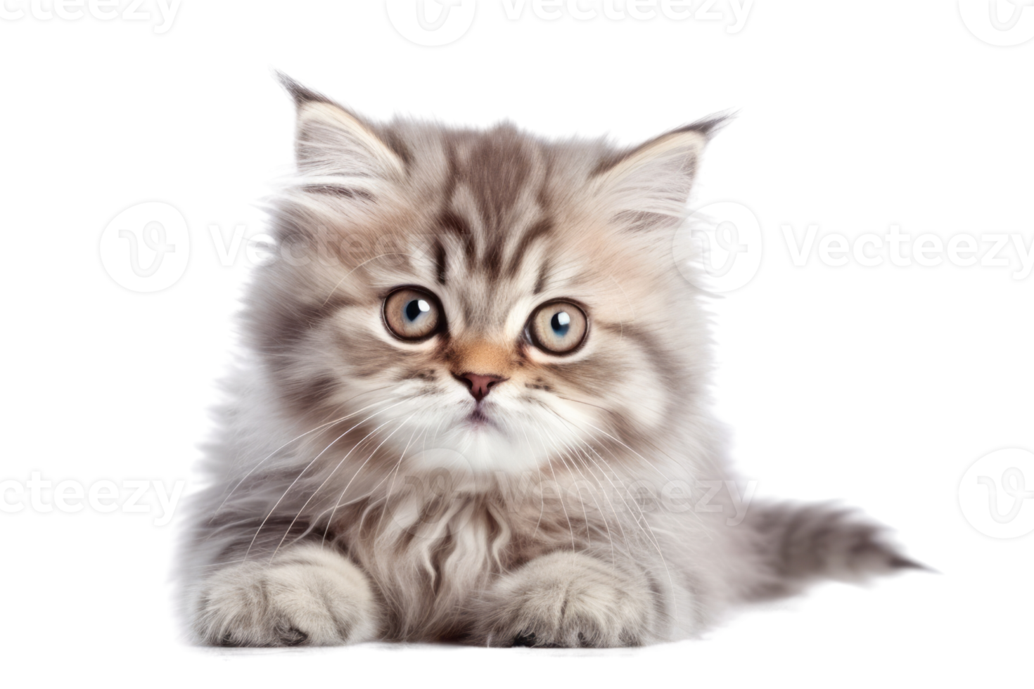 Illustration painting of cute cat isolated transparent background, Digital art, , png