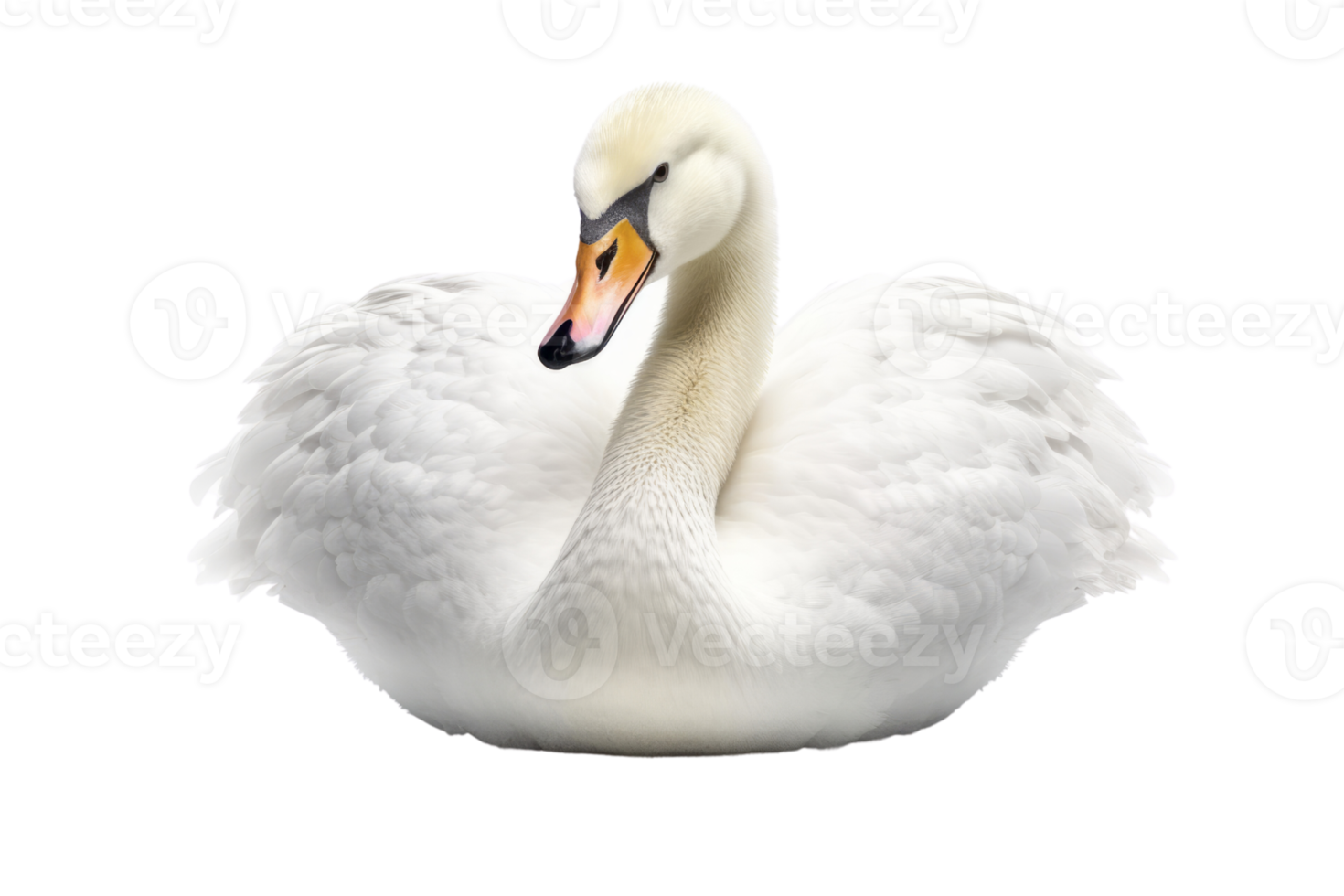 Illustration painting of cute swan isolated transparent background, Digital art, , png