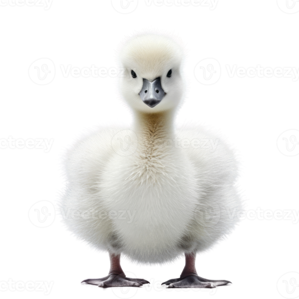 Illustration painting of cute swan isolated transparent background, Digital art, , png