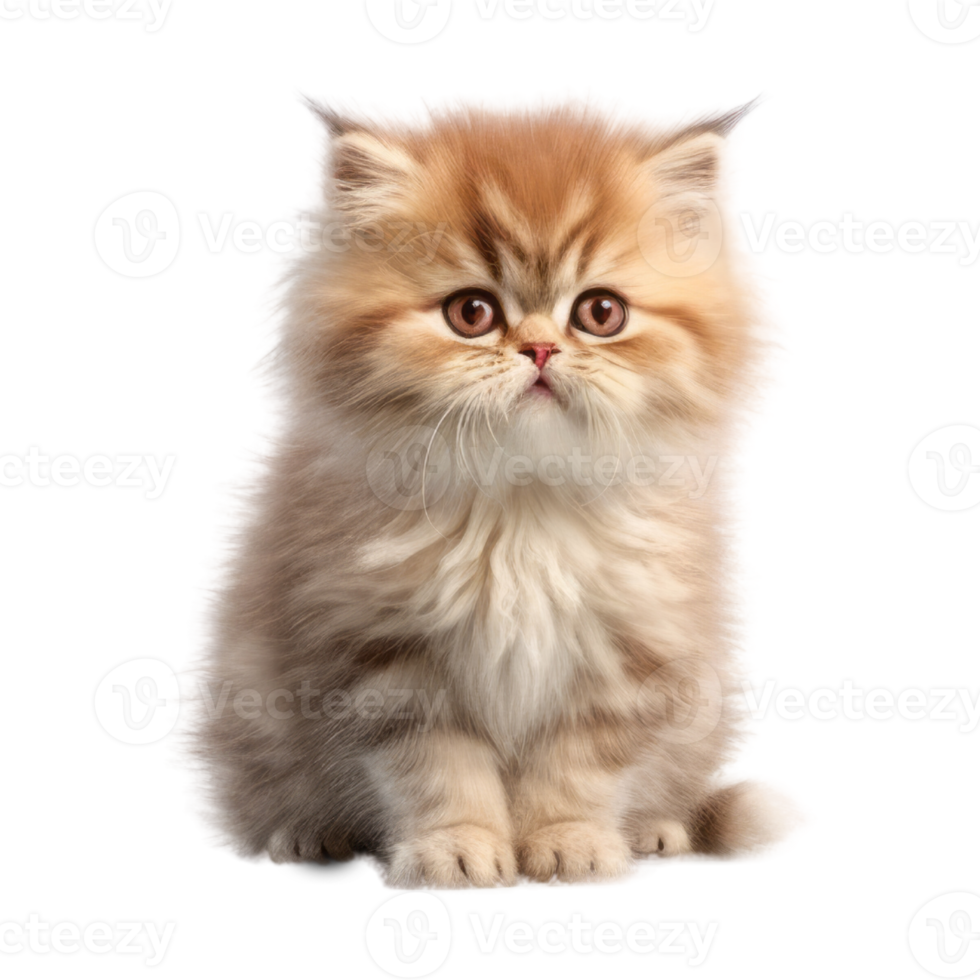 Illustration painting of cute cat isolated transparent background, Digital art, , png