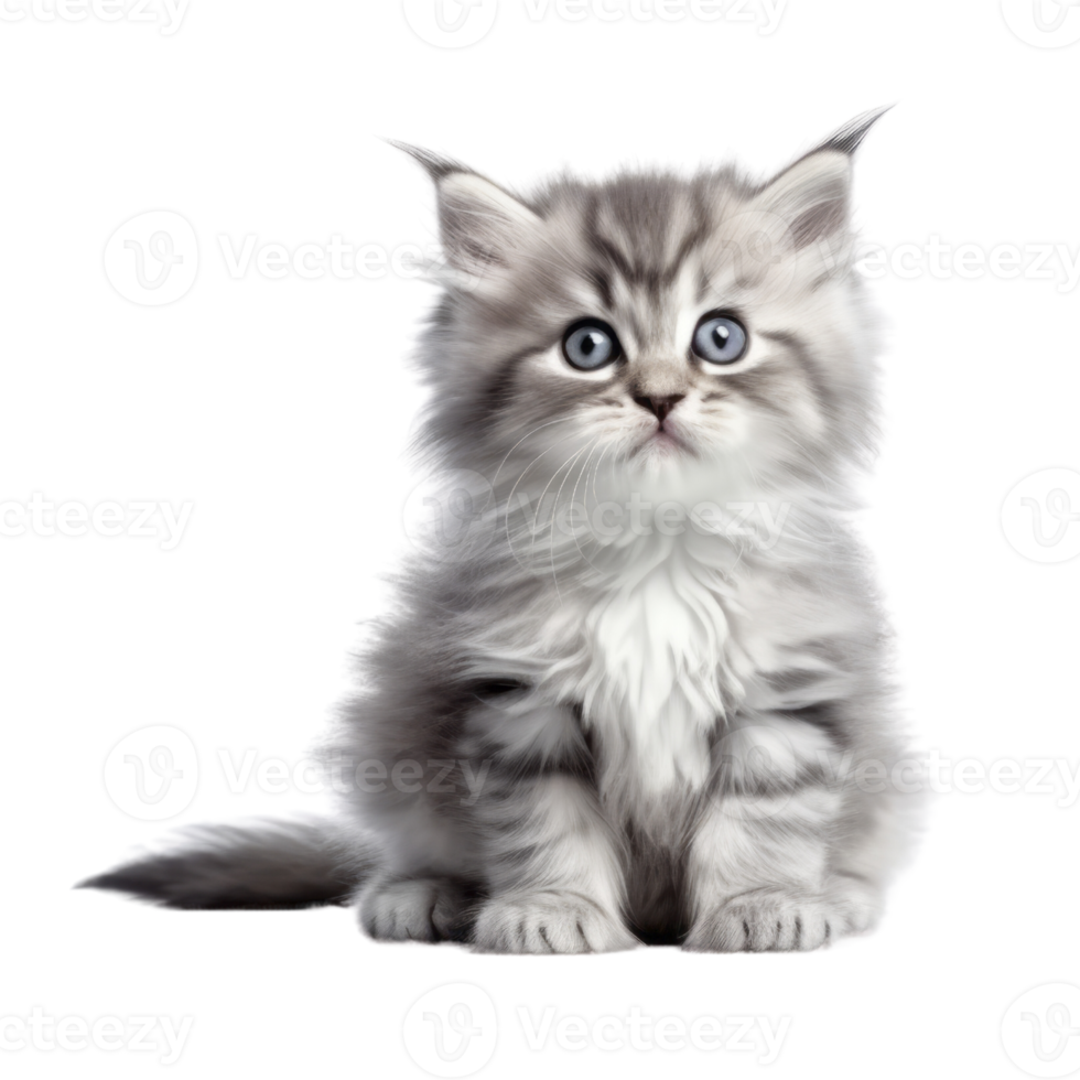 Illustration painting of cute cat isolated transparent background, Digital art, , png