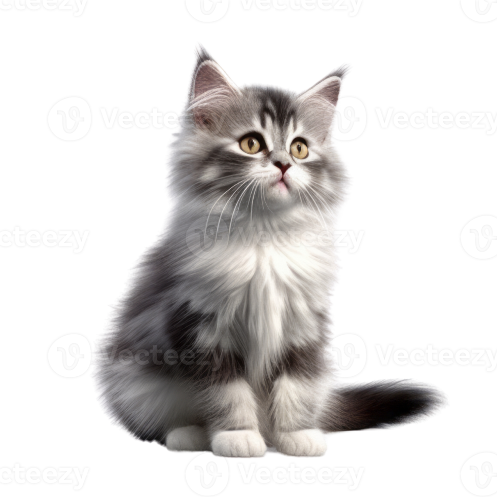 Illustration painting of cute cat isolated transparent background, Digital art, , png