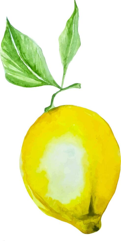 Yellow lemon with green leaves watercolor hand drawn isolated clipart vector