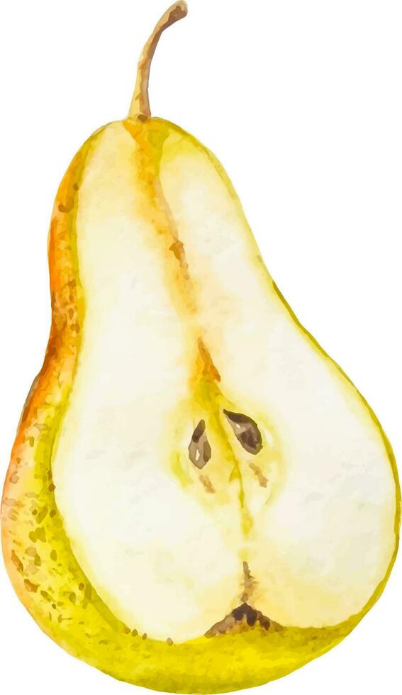 Watercolor half a pear clipart isolated on white background vector