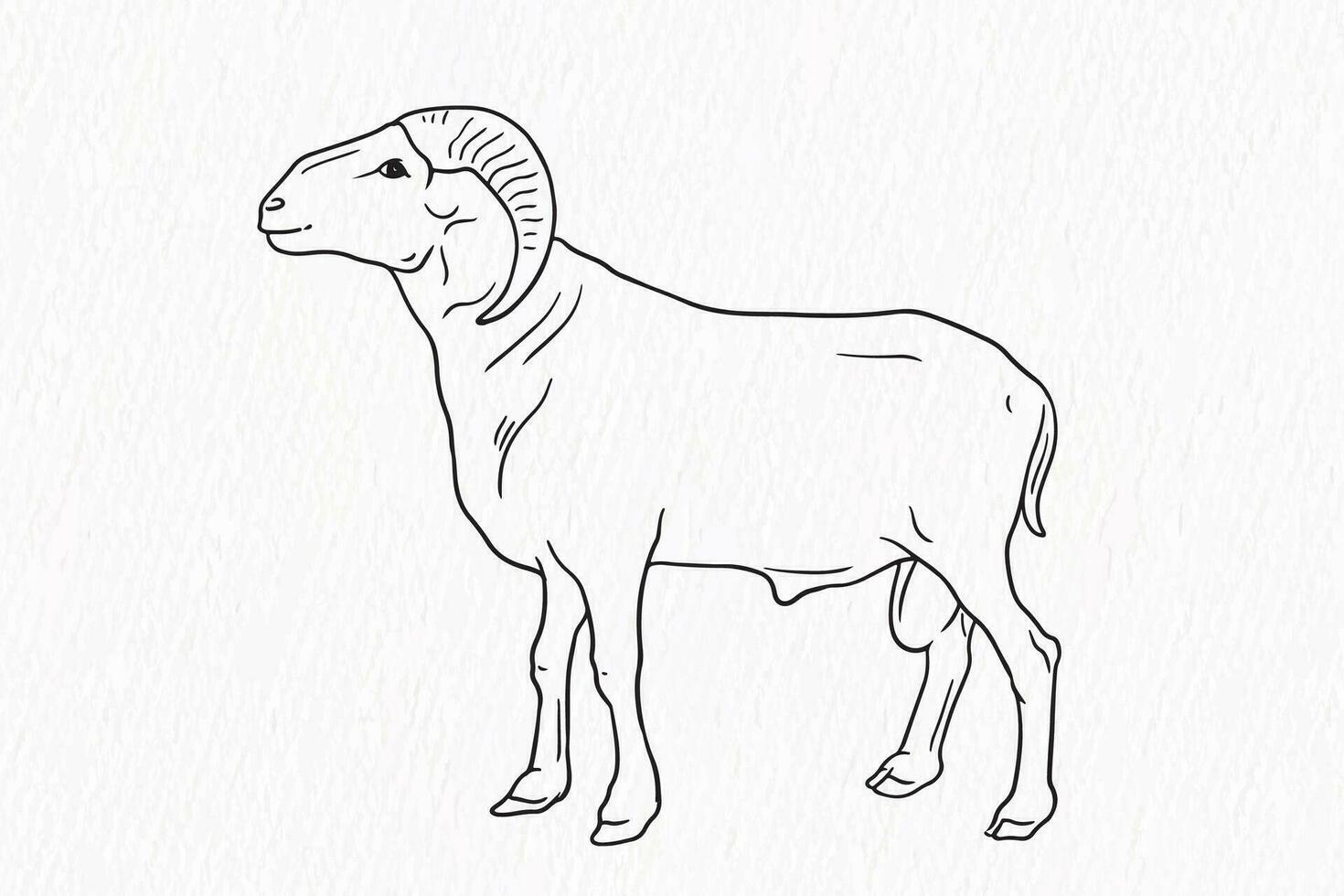 Domestic animal line drawing. Sheep for qurbani outline vector