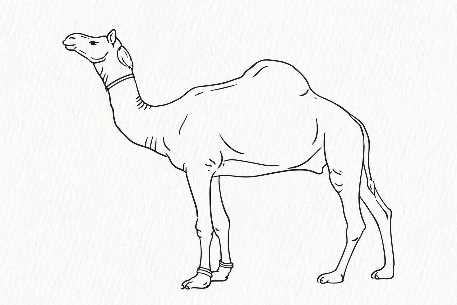 Domestic animal line drawing. Camel for qurbani outline vector