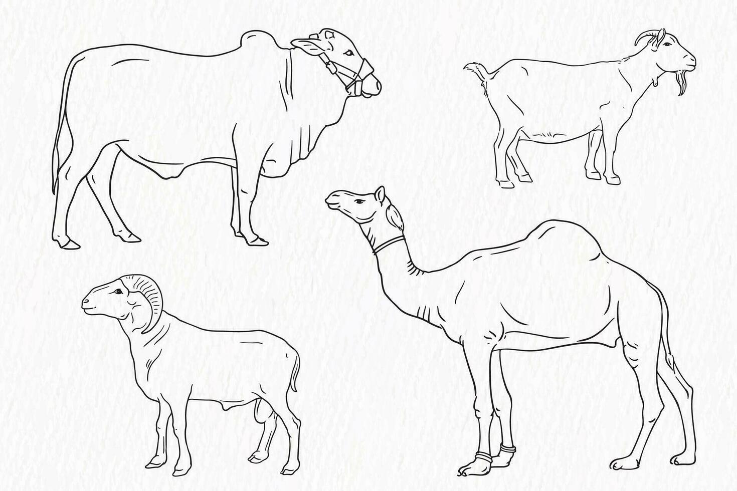 Set of Domestic animal line drawing. Cow goat sheep and camel for qurbani vector