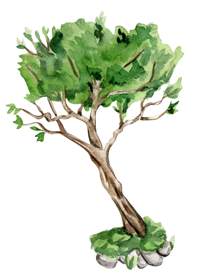 Green tree . Watercolor hand drawn illustration . png