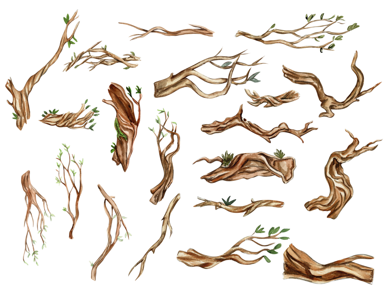 Parts of tree with leaves, branches . Watercolor hand drawn illustration . png