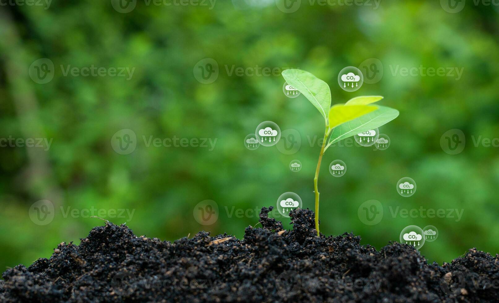 CO2 emission reduction concept, clean and friendly environment without carbon dioxide emissions. Planting trees to reduce CO2 emissions, environmental protection concept. photo