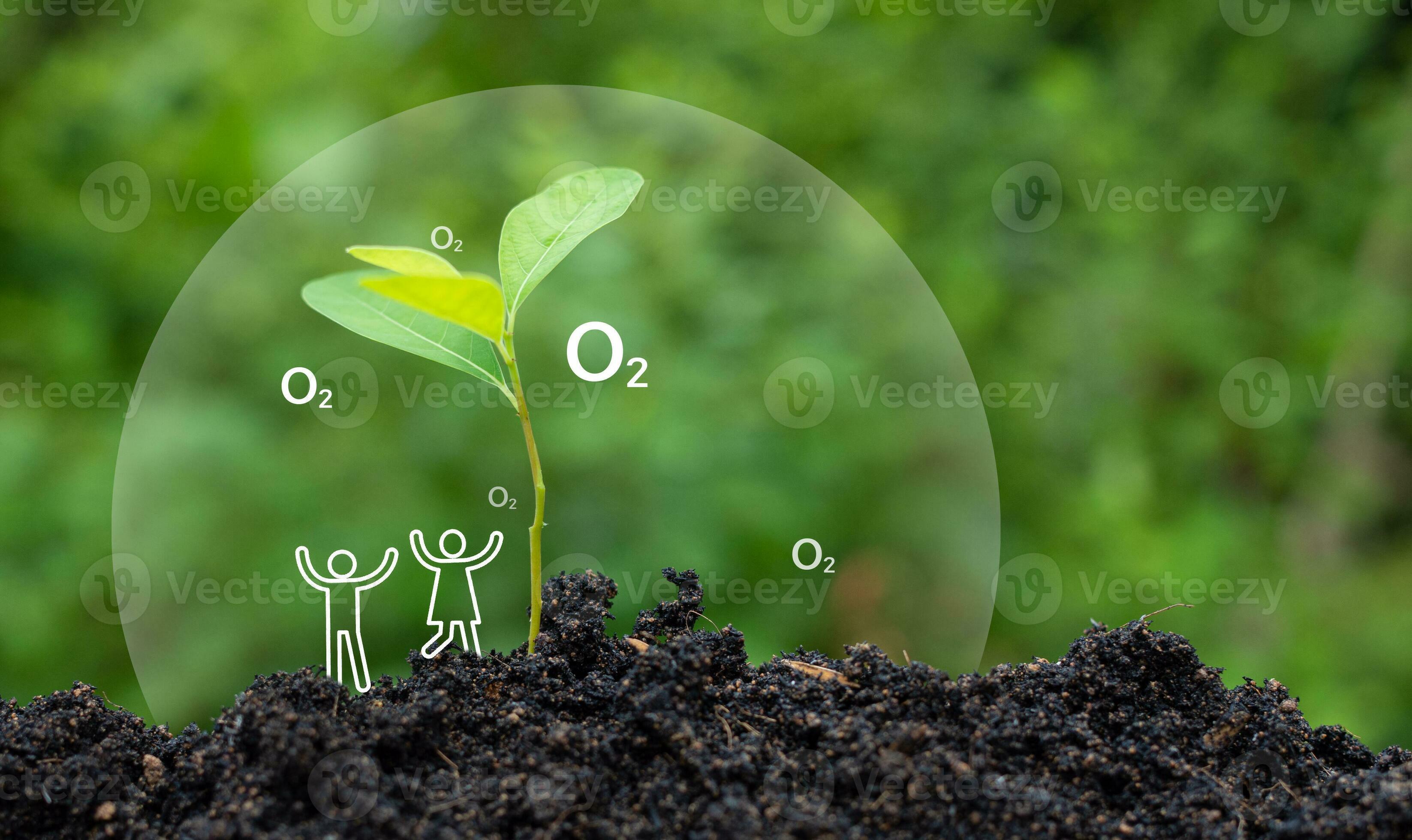 Planting trees to reduce CO2 emissions and increase Oxygen for clean ...