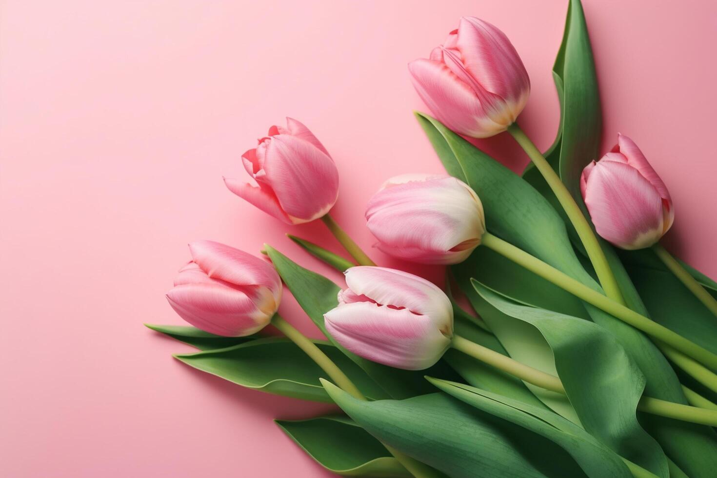 Bouquet of pink tulips on pink background, copy space photo