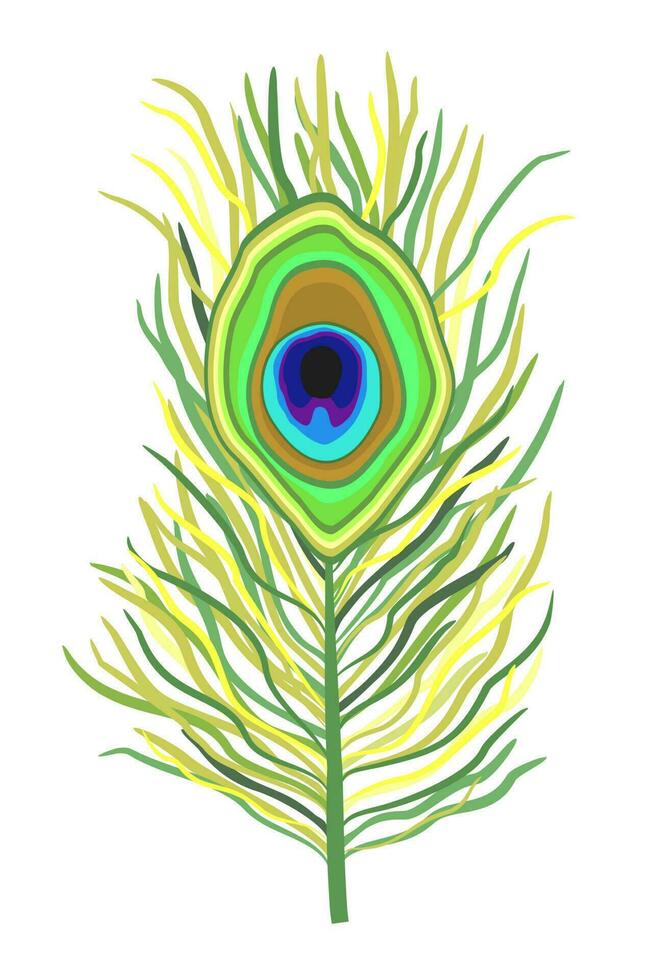 Peacock feather. Vector isolated illustration.