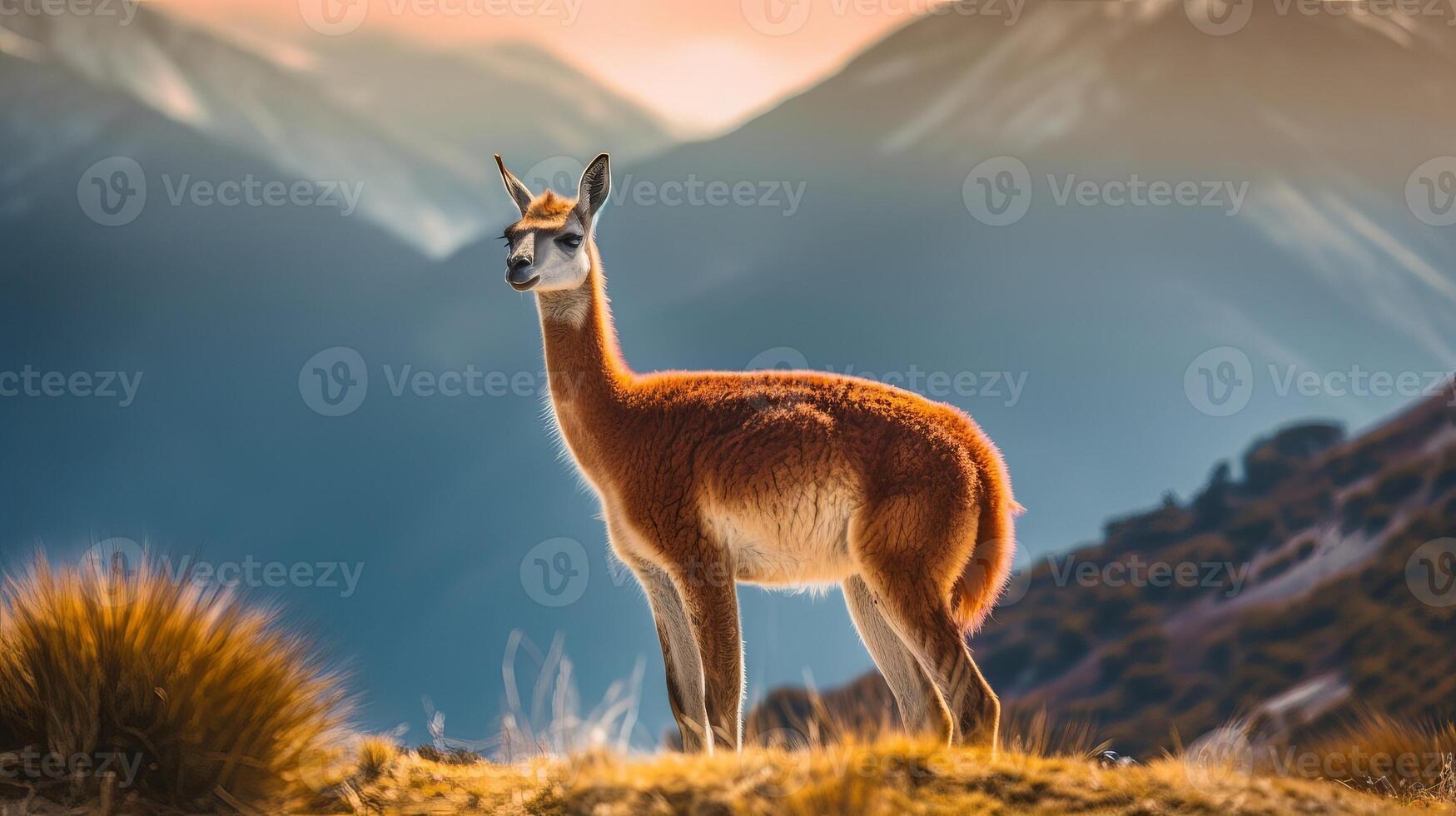 Guanaco in nature, bewildering photo. Creative resource, photo