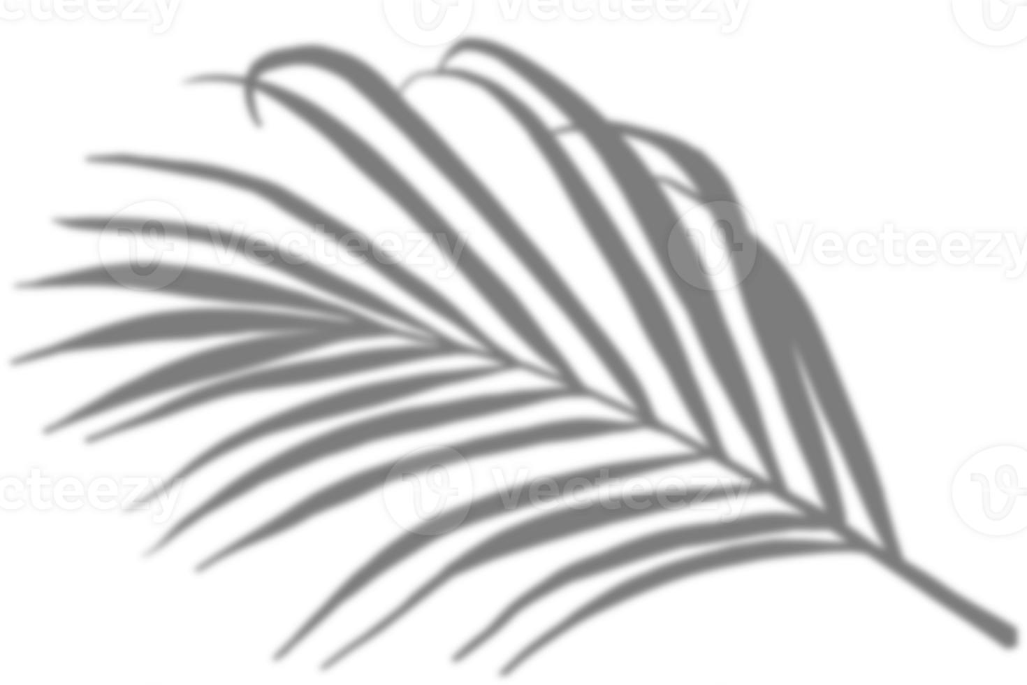 Palm Leaves with Transparent shadow effects,Tropical  Coconut leaf with blurry shadow overlay png