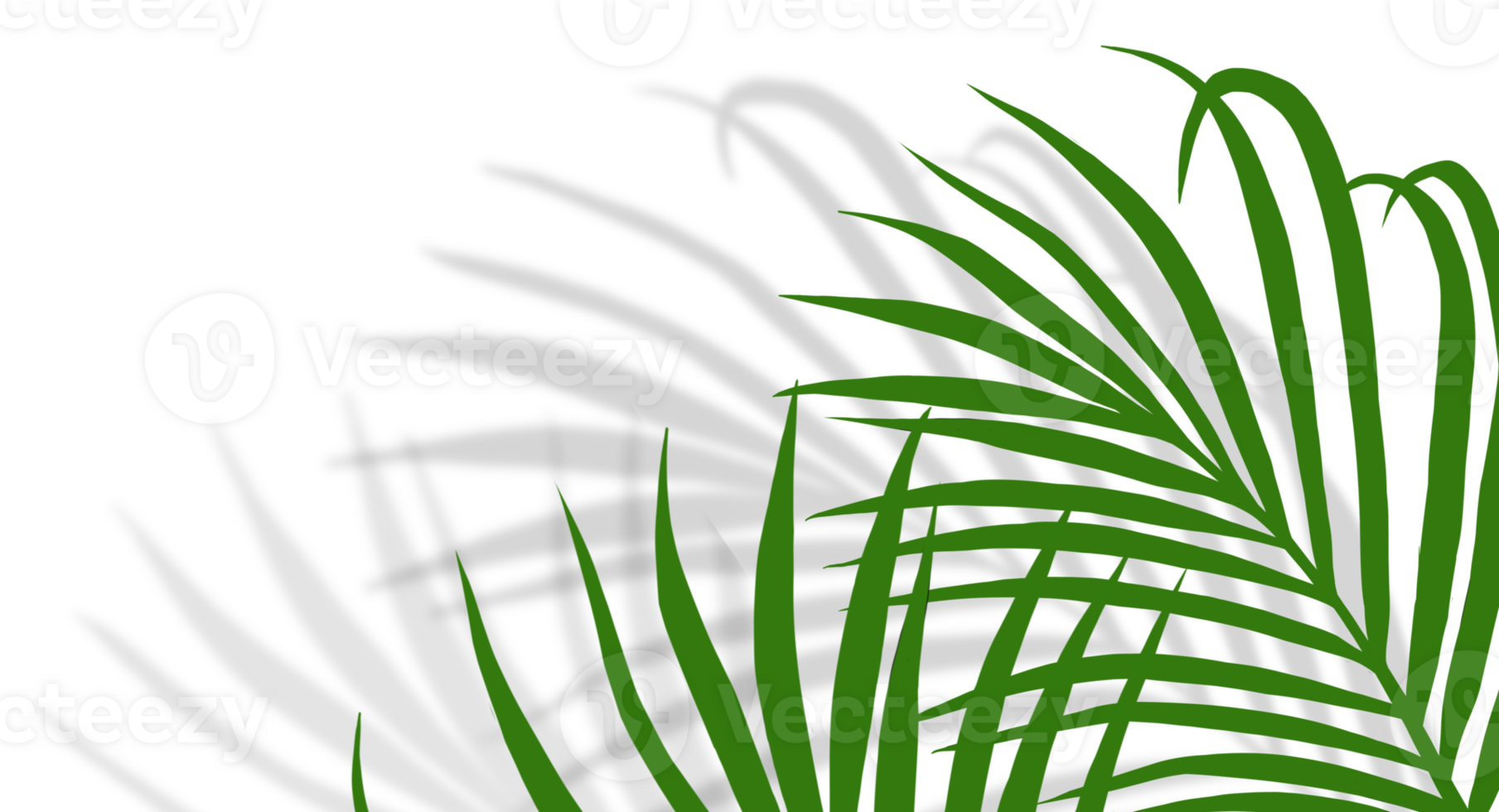 Palm Leaves with Transparent shadow effects, Tropical  Coconut leaf with blurry shadow overlay png