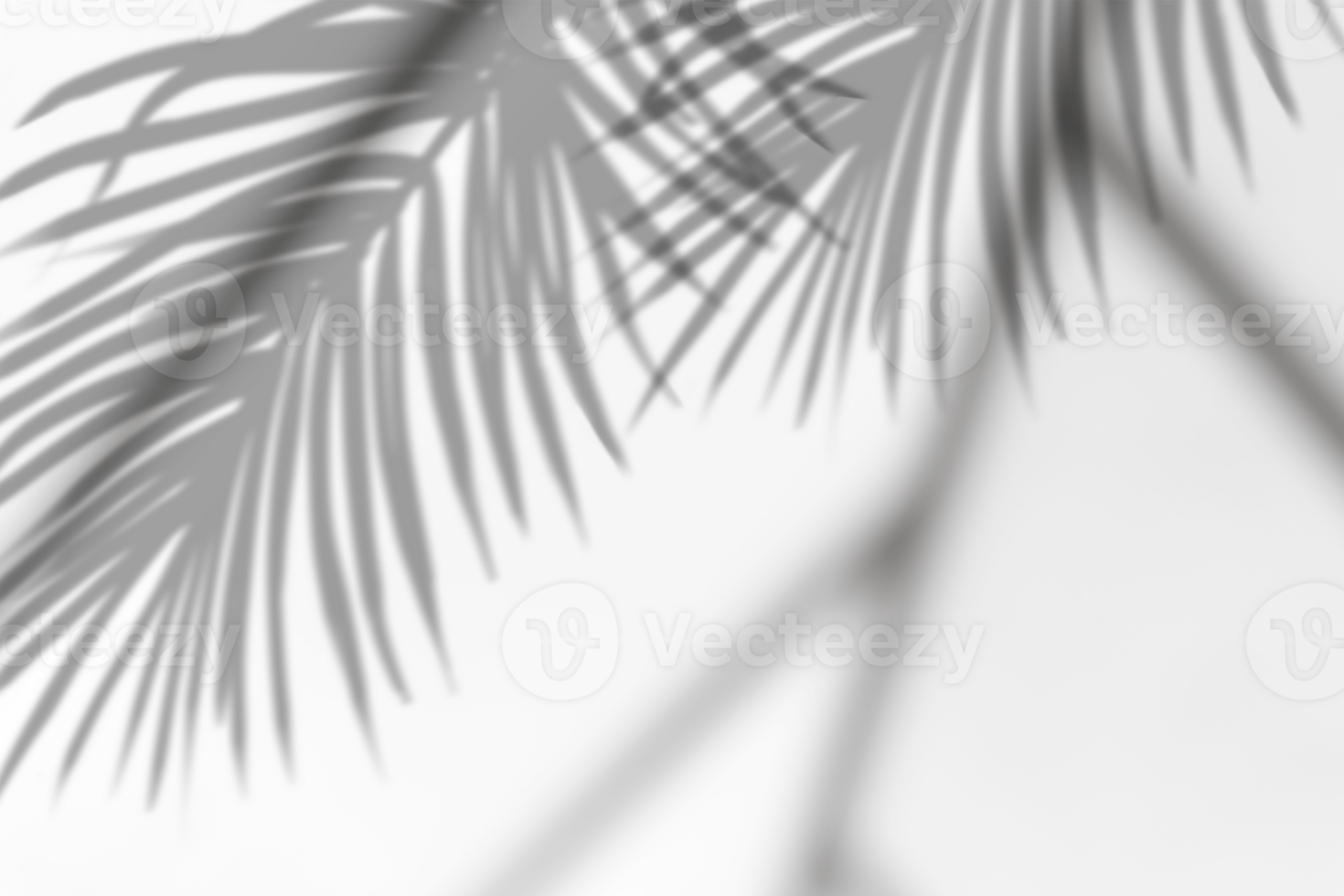 löv transparent skugga effekter. tropisk kokos handflatan löv med skugga överlägg med suddigt solljus linje png
