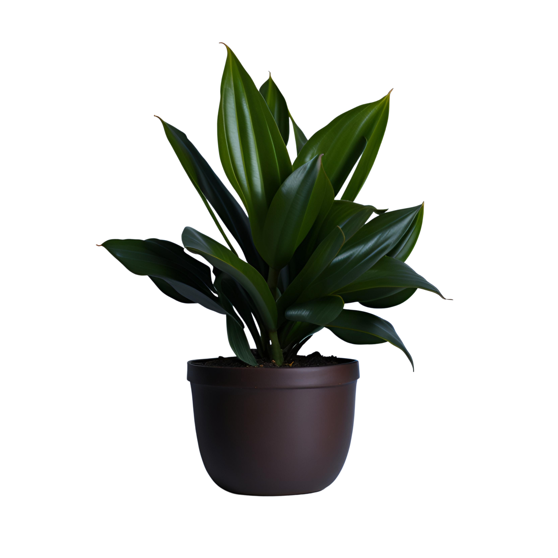 Potted plant isolated, potted plant on transparent background